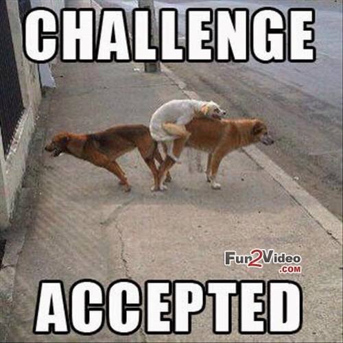 challenge-accepted-of-funny-dogs.jpg