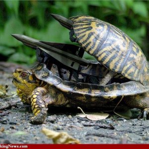 Armed Box Turtle
