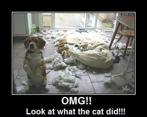 Beagle-Meme-OMG-Look-at-what-the-cat-did.jpg