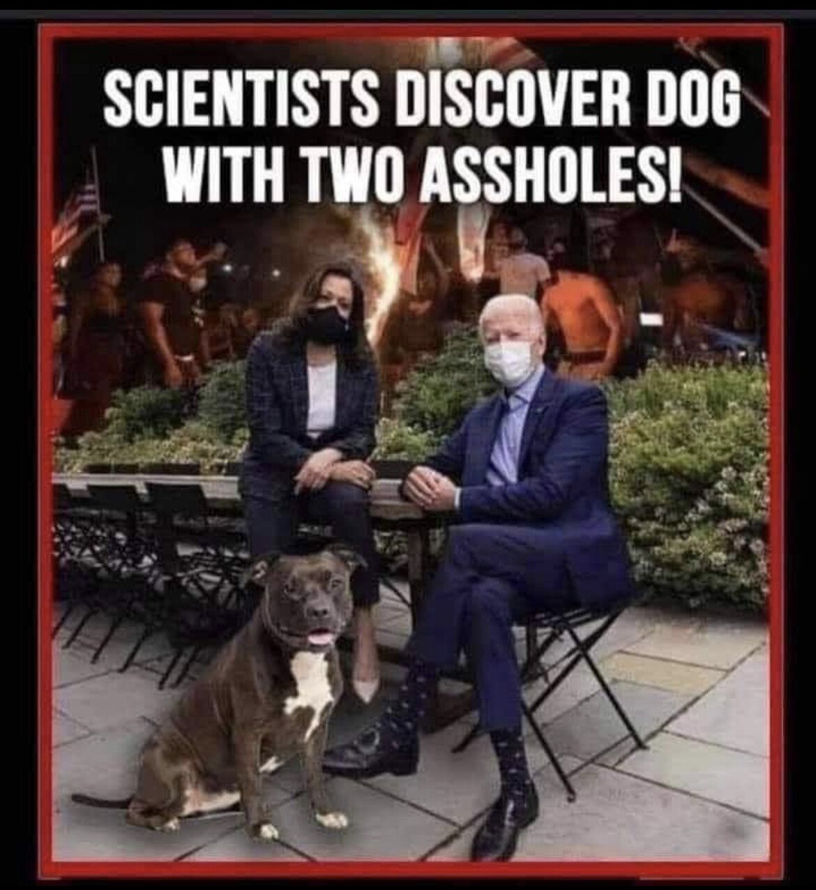 Dog 2 Assholes.jpeg