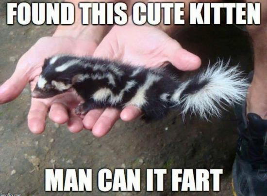 farter kitten.jpg