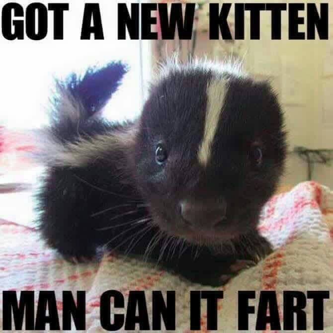 farting kitten.jpg