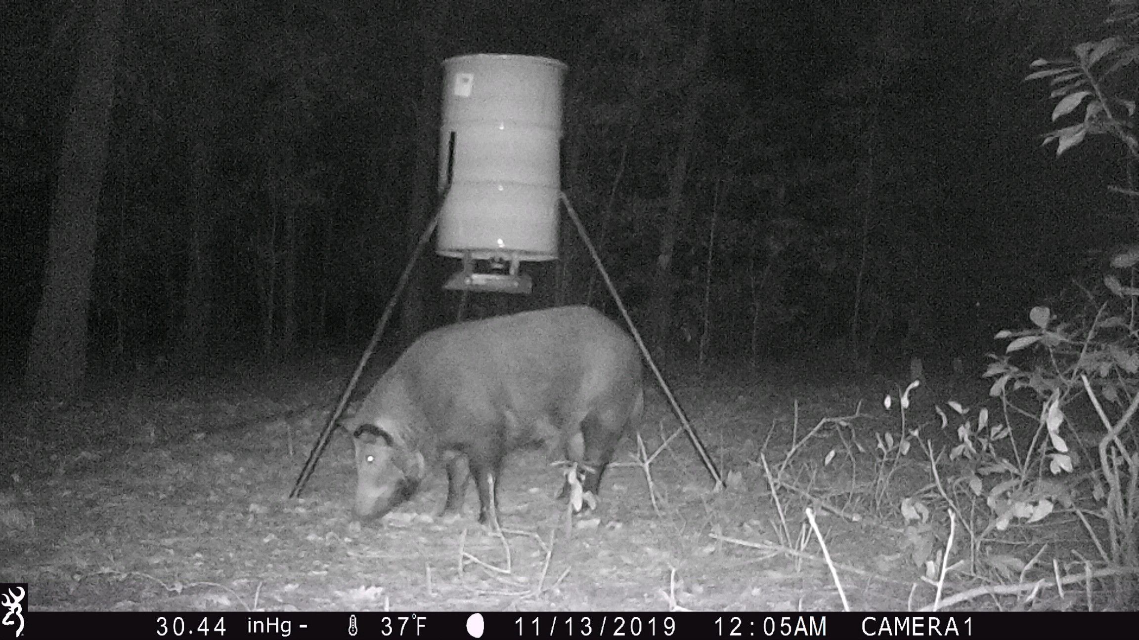 Hog at Feeder Nightime.jpeg