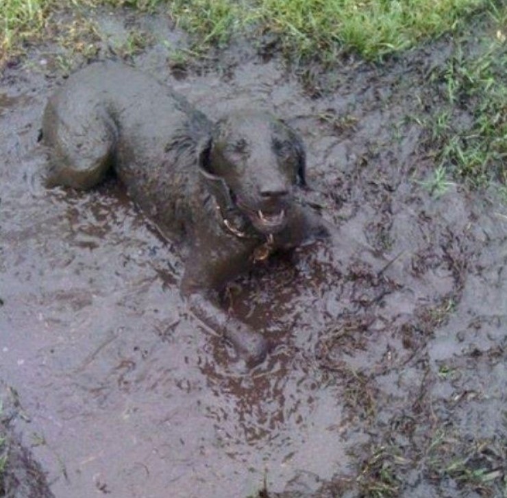 Muddy Dog.jpg