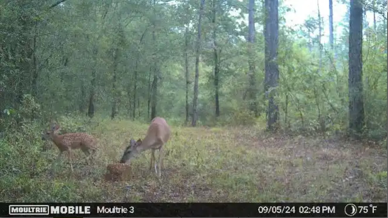 Screenshot 2024-09-11_Moultrie3A.jpg