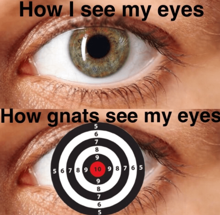 see-my-eyes-gnats-see-my-eyes-5-6-7-69-8-5-6-7-8-9-10-9-8-7-6-5-9-8-7-6-65-5.png