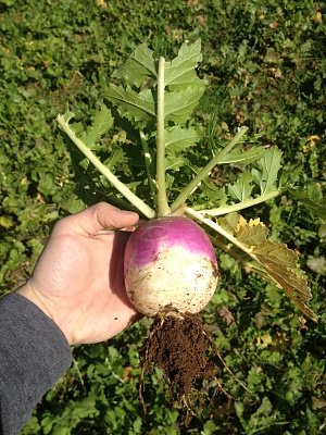 turnip.jpg