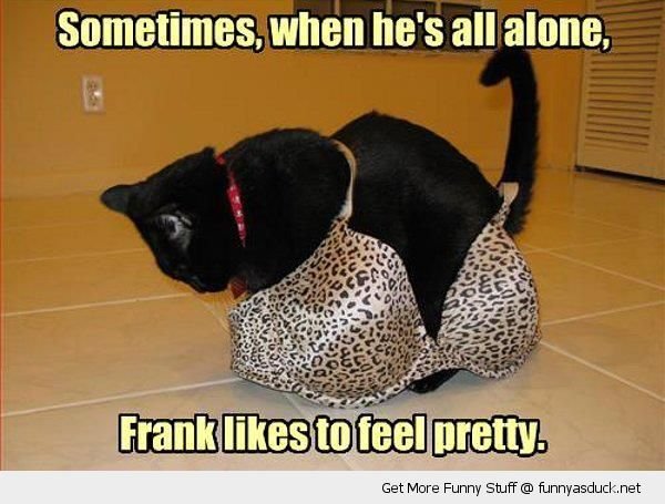 funny-cross-dressing-cat-bra-frank-look-pretty-pics.jpg