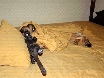 SniperDog (5).jpg