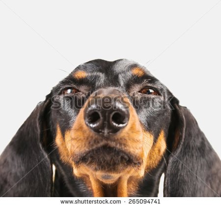 stock-photo-cute-dachshund-dog-on-a-white-background-funny-portrait-close-up-265094741.jpg