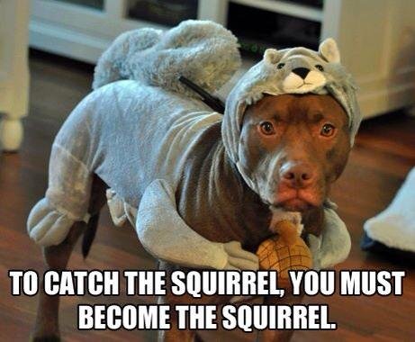 dog-squirrel.jpg