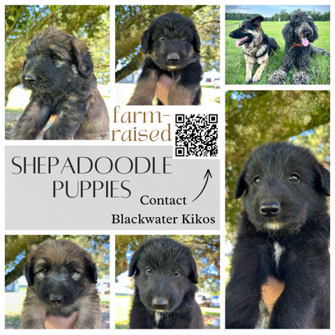 Puppies - shepadoodle