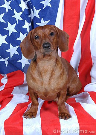 patriotic-wiener-dog-thumb630596.jpg