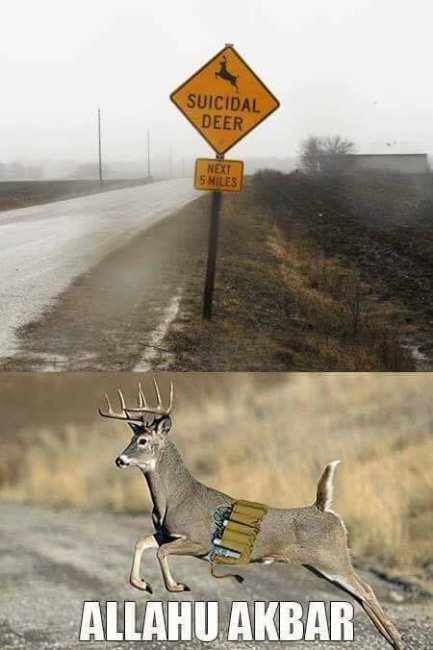 Deer.jpg