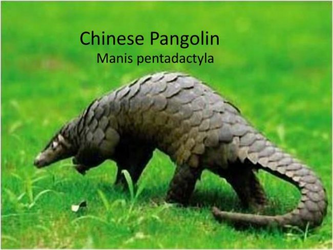chinese-pangolin-n.jpg